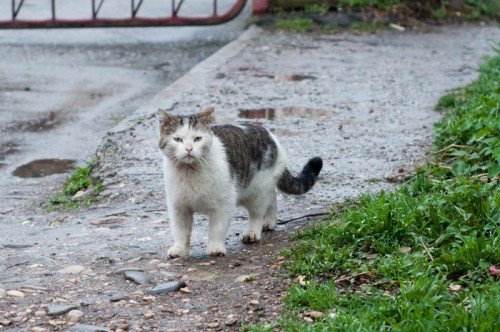DSC_1737 Мартовский кот