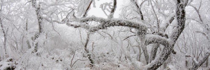 Туманно-лесная панорама на горе Змейка