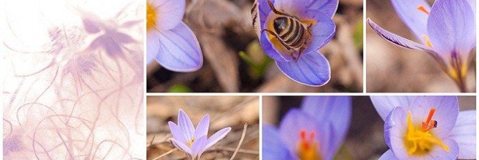 Весенние цветы в Пятигорске