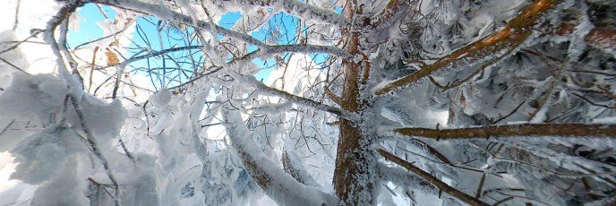 Панорама под деревьями