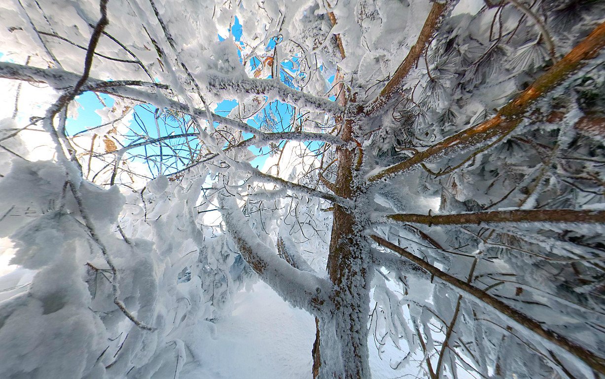 Панорама под деревьями