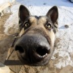 Фишайная собака