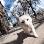 Кот н аулице Мира