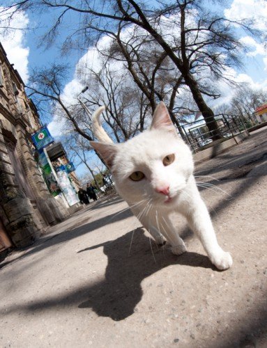 Кот н аулице Мира