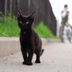 Черный целеустремленный кот