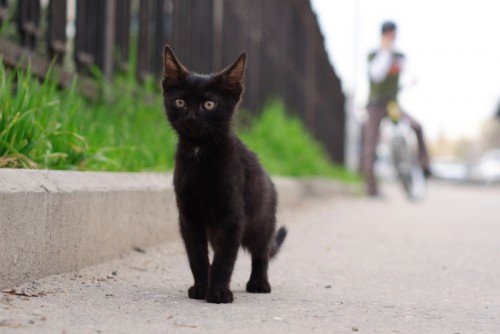 Черный целеустремленный кот