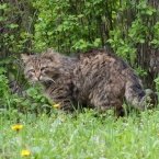 Еще один суровый мартовский кот