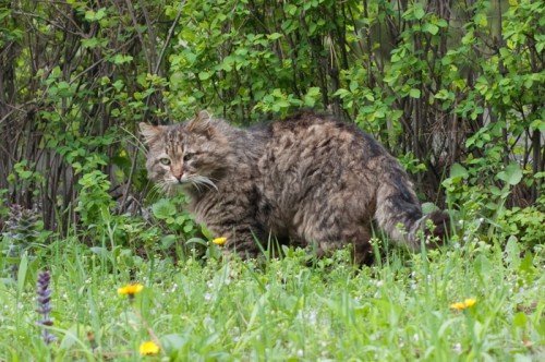 Еще один суровый мартовский кот