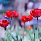 Тюльпаны в сквере Анджиевского