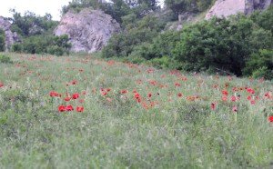 Маковоя поляна на Бештау