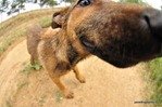 Собаконос