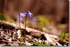 Тестовое фото Nikkor 50 1.8 D боке