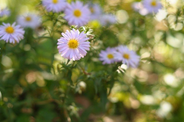 Цветочки Nikkor 50 1.8 D