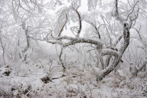 Туманно-лесная панорама на горе Змейка
