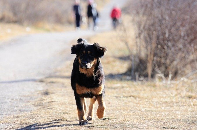 Собака