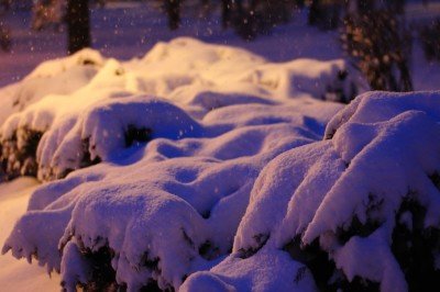 Кусты в снегу