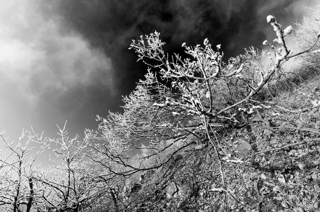 DSC_50212.jpg