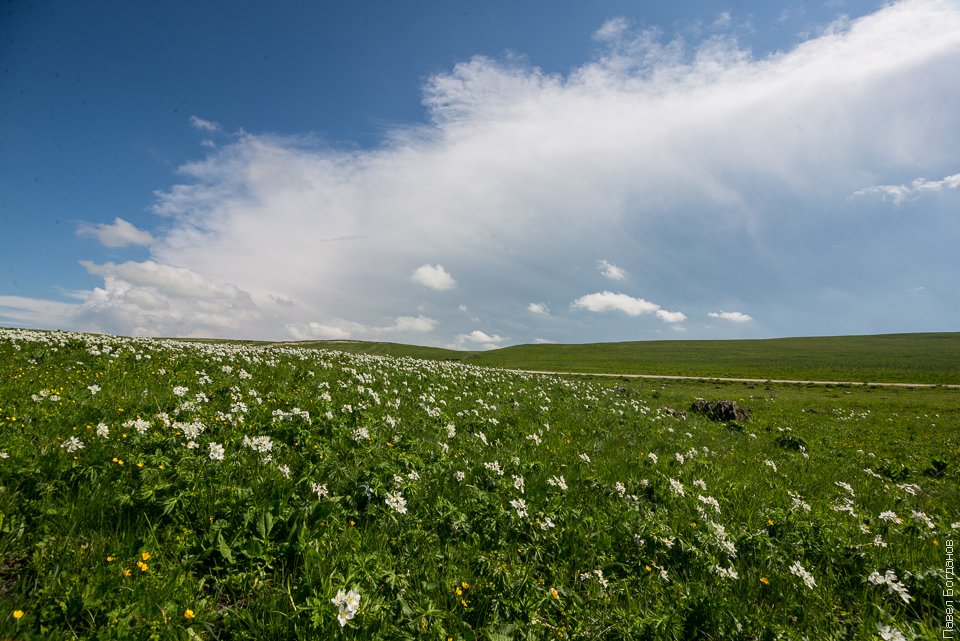 Альпийский луг с анемонами