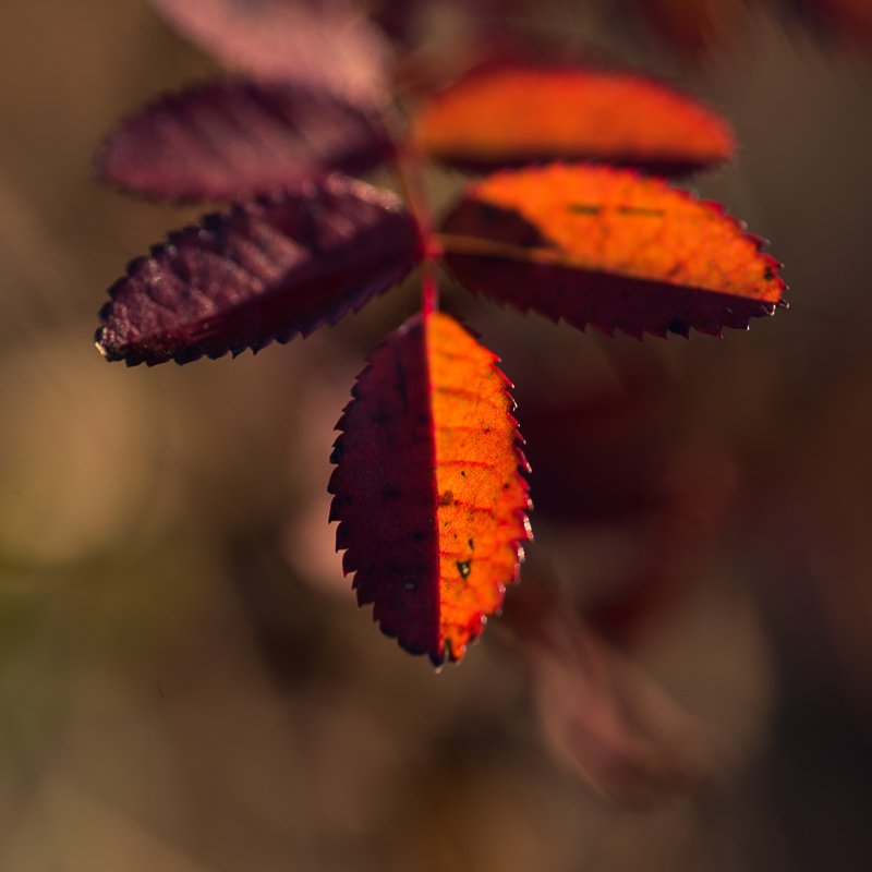 _DSC0312