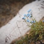 Незабудки в ледниках