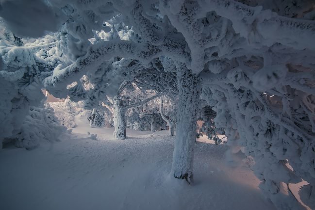 Фото под сосной