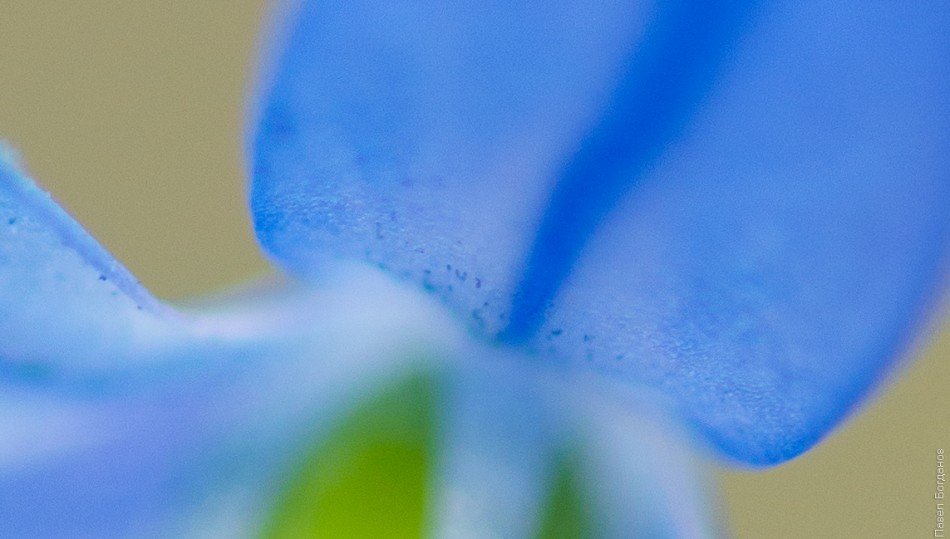 100% кроп Tokina 100 2.8