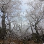 Деревья в инее