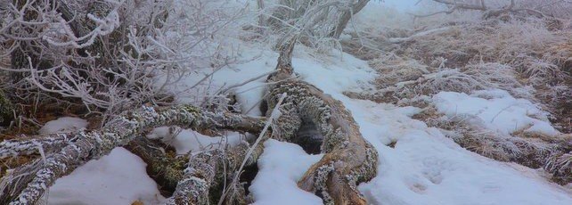 Лес в инее и снегу