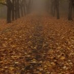 Покрытая листвой дорога
