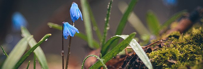 Фотографии весенних цветов