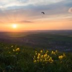 Какие-то желтые цветы