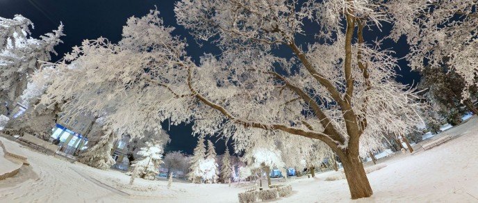 tree